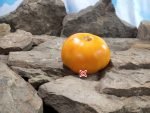 Grand Belgium Tomato Beefsteak Tomatoes