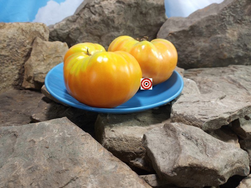 Grand Belgium Tomato