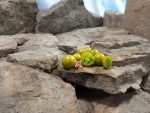 Great Gazoo Dwarf Tomato