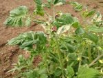 Great Gazoo Dwarf White And Green Variegation Tomato Plant