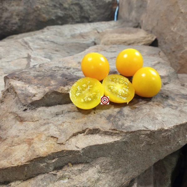 Green Gage Tomato