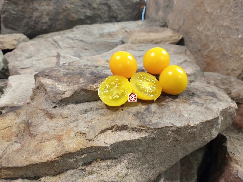 Green Gage Tomato