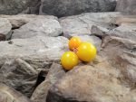 Green Gage Yellow Tomatoes