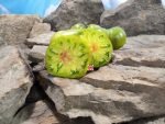 Green Machine Tomato Beefsteak Tomatoes