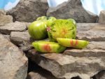 Green Machine Tomato Seeds