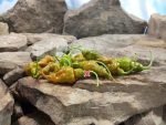 Green Trinidad Scorpion Pepper
