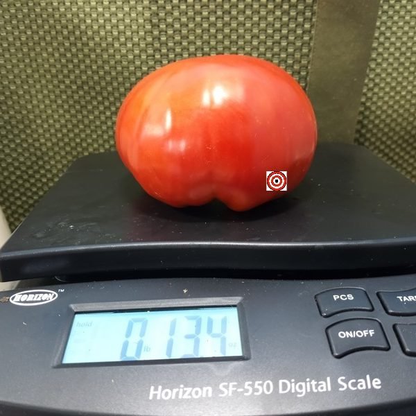 Guido Tomato