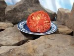 Guido Tomato Heirloom Tomatoes