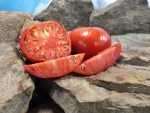 Guido Tomato Large Red Tomatoes