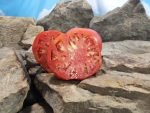 Guido Tomato Seeds