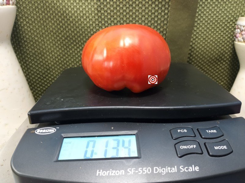Guido Tomato