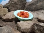 Holdens Red Cherry Tomato