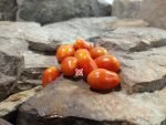Holdens Red Cherry Tomato Productive Tomatoes