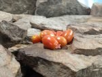 Holdens Red Cherry Tomato Seeds