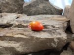 IPKT 1167 Tomato