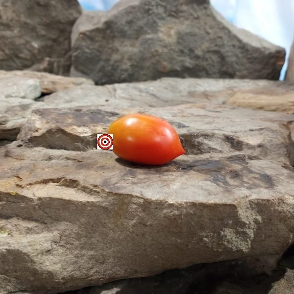 IPKT 1167 Tomato