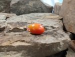 IPKT 1167 Tomato Seeds