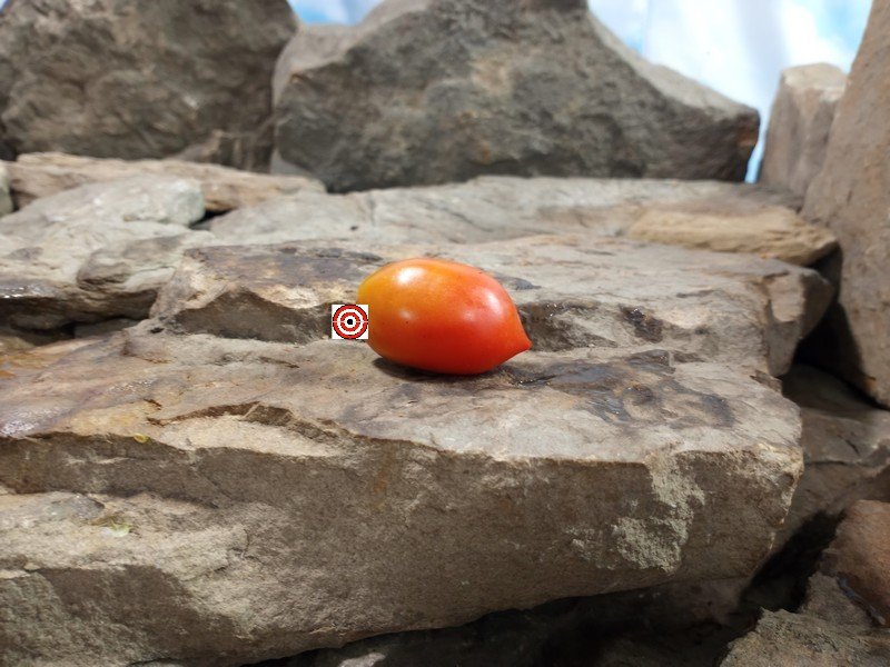 IPKT 1167 Tomato