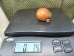 Italian Black Plum Tomato Elongated Tomatoes