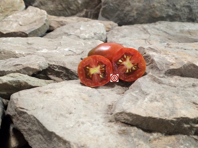 Italian Black Plum Tomato Long Keeper Tomatoes Italian Black Plum Tomato Long Keeper Tomatoes