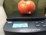 Japanese Oxheart Tomato Giant Tomatoes