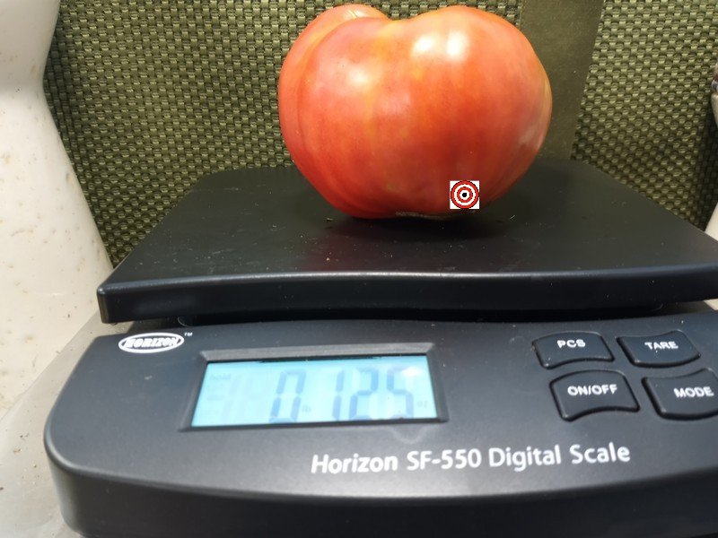 Japanese Oxheart Tomato Giant Tomatoes Japanese Oxheart Tomato Giant Tomatoes