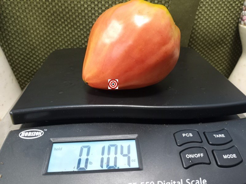 Japanese Oxheart Tomato Pink Tomatoes Japanese Oxheart Tomato Pink Tomatoes