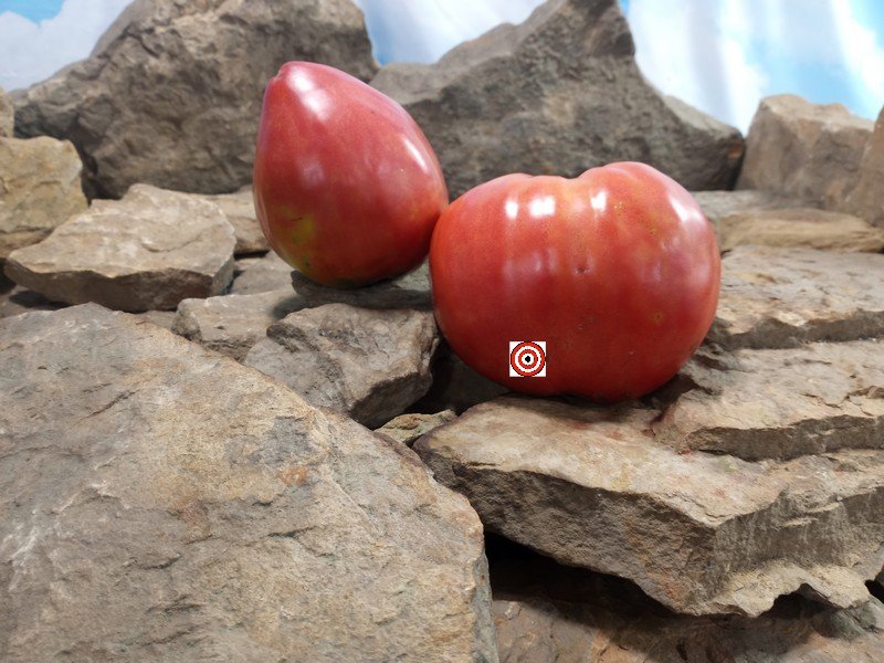 Japanese Oxheart Tomato Productive Tomatoes Japanese Oxheart Tomato Productive Tomatoes
