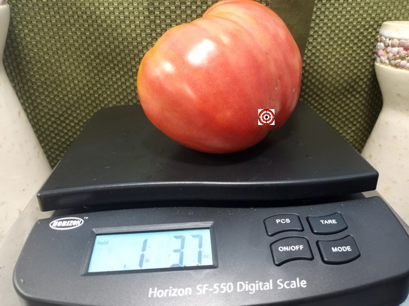 Japanese Oxheart Tomato