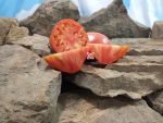 Jefferson Giant Tomato