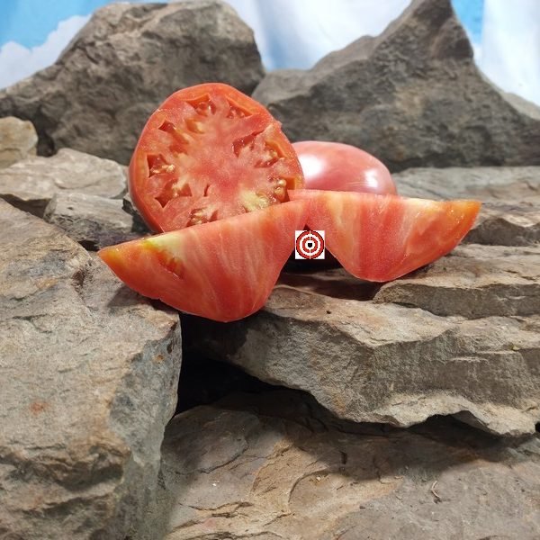 Jefferson Giant Tomato