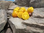 Jerusalem Giant Cherry Tomato