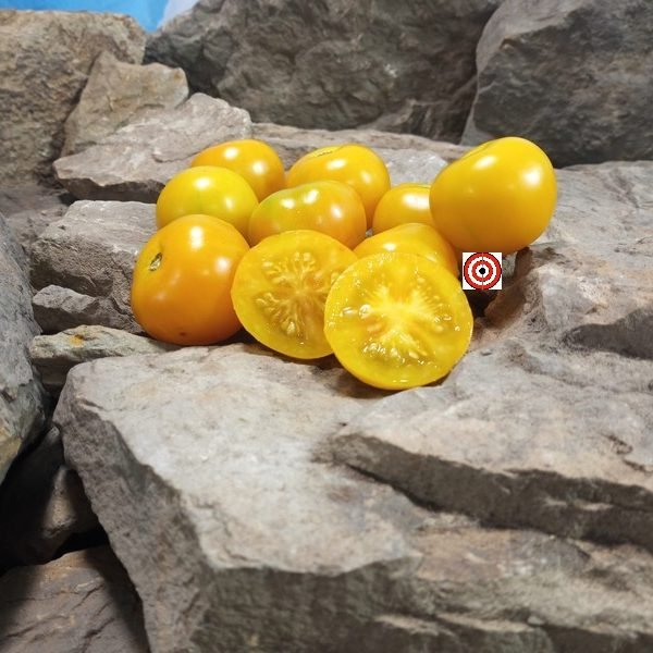 Jerusalem Giant Cherry Tomato