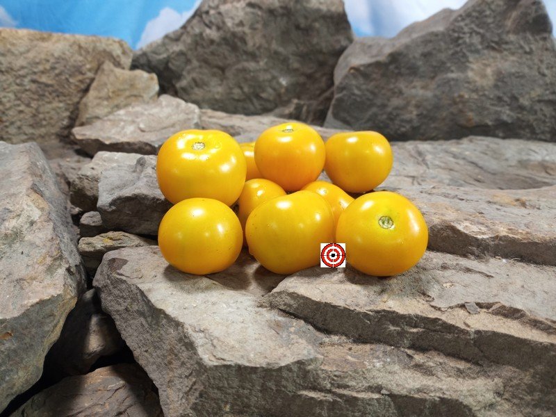Jerusalem Giant Cherry Tomato Salad Tomatoes Jerusalem Giant Cherry Tomato Salad Tomatoes
