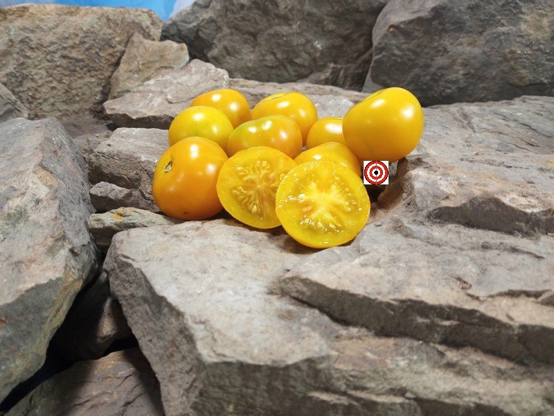 Jerusalem Giant Cherry Tomato