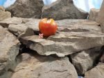 Jerusalem Tomato