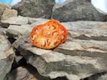 Jerusalem Tomato Sandwich Tomatoes