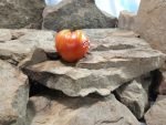 Jerusalem Tomato Seeds