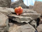 Jerusalem Tomato Slicing Tomatoes