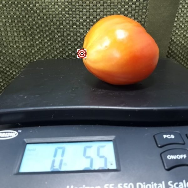 Jerusalem Tomato