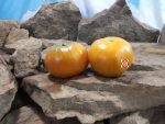Jim Dandy Tomato Orange Tomatoes