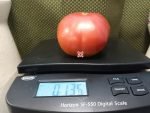 John Quincy Adams Tomato Red heirloom Tomatoes.
