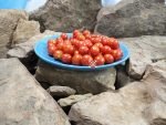 Joshs Garnet Tomato Cherry Tomatoes