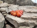 Joshs Garnet Tomato Seeds