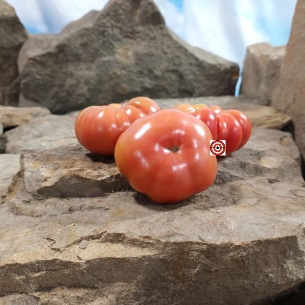 Kamatis Tagalog Tomato