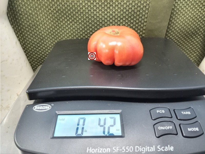 Kamatis Tagalog Tomato Beefsteak Tomatoes Kamatis Tagalog Tomato Beefsteak Tomatoes