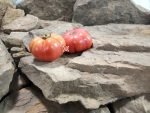 Kamatis Tagalog Tomato Heat Tolerant Tomatoes