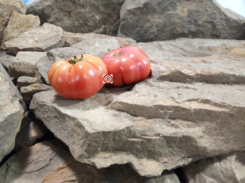 Kamatis Tagalog Tomato Heat Tolerant Tomatoes Kamatis Tagalog Tomato Heat Tolerant Tomatoes