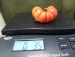 Kamatis Tagalog Tomato Seeds
