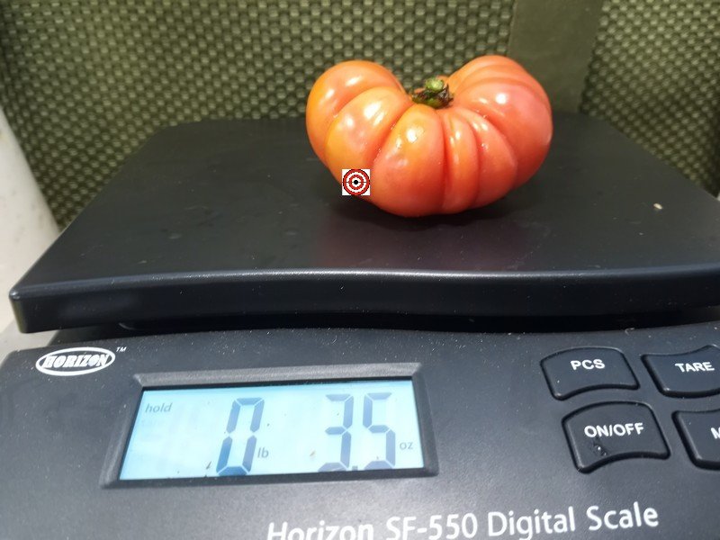 Kamatis Tagalog Tomato Seeds Kamatis Tagalog Tomato Seeds